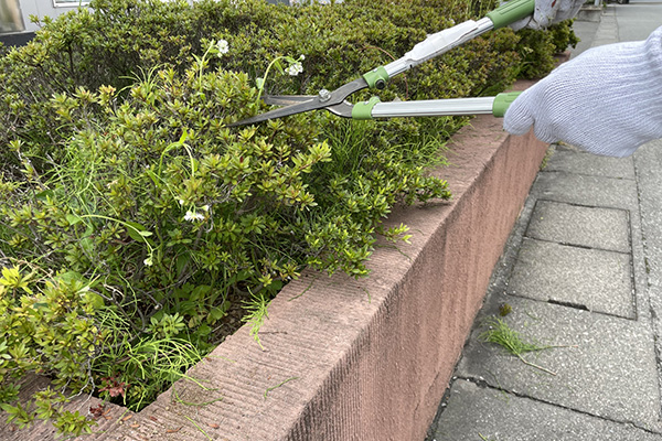 庭木の剪定