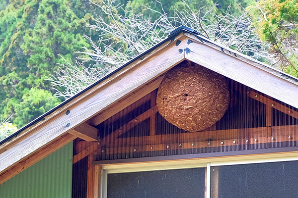 ハチ予防・駆除